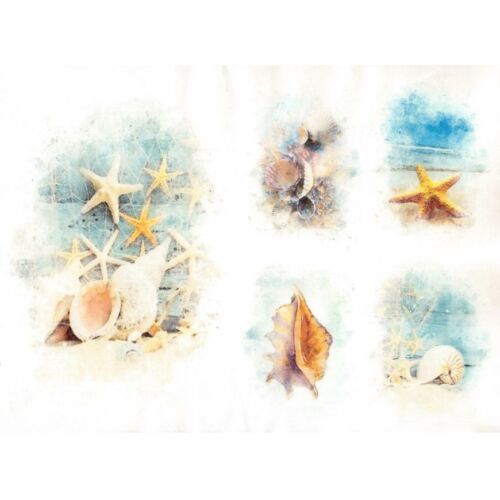 Rizspapír-tengeri csillag, csigák